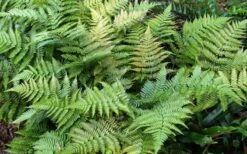 Autumn Fern - Dryopteris Erythrosora - 1 Gallon Pot -Plant Lover House Shop Fern Autumn Summer 1