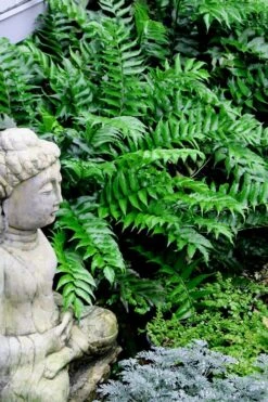 Japanese Holly Fern - Cyrtomium Falcatum 'Rochfordianum' - 2.5 Quart Pot