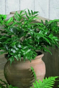 Japanese Holly Fern - Cyrtomium Falcatum 'Rochfordianum' - 2.5 Quart Pot -Plant Lover House Shop Fern Japanese Holly 8