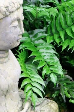 Japanese Holly Fern - Cyrtomium Falcatum 'Rochfordianum' - 2.5 Quart Pot -Plant Lover House Shop Fern Japanese Holly 9