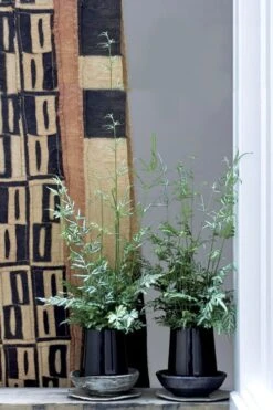 Silver Lace Fern - 5 Pack Of Quart Pots -Plant Lover House Shop Fern Silver Lace 6