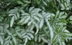 Silver Lace Fern - 5 Pack Of Quart Pots -Plant Lover House Shop Fern Silver Lace Closeup