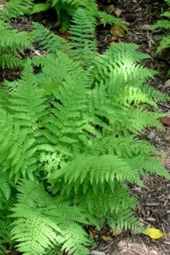 Southern Wood Fern (Thelypteris Kunthii) - 6 Pack Of 1 Gallon Pots 16 Southern Wood Fern (Thelypteris Kunthii) - 6 Pack Of 1 Gallon Pots -Plant Lover House Shop Fern Southern Wood Kunthii 2