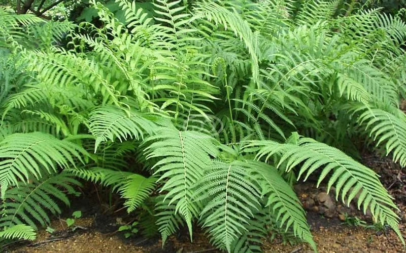 Southern Wood Fern (Thelypteris Kunthii) - 10 Pack Of Quart Pots 10 Southern Wood Fern (Thelypteris Kunthii) - 10 Pack Of Quart Pots - Image 8