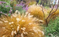 Hameln Dwarf Hardy Fountain Grass (Pennisetum) - 1 Gallon Pot -Plant Lover House Shop Fountain Grass Hameln Fall