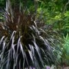Princess Caroline Purple Fountain Grass (Pennisetum) - 1 Gallon Pot -Plant Lover House Shop Fountain Grass Princess Caroline 500x750 2