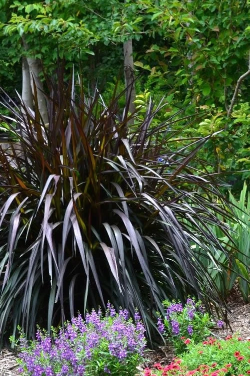 Princess Caroline Purple Fountain Grass (Pennisetum) - 1 Gallon Pot 3 Princess Caroline Purple Fountain Grass (Pennisetum) - 1 Gallon Pot
