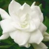 August Beauty Gardenia - 3 Gallon Pot -Plant Lover House Shop Gardenia August Beauty 5 500x750 4
