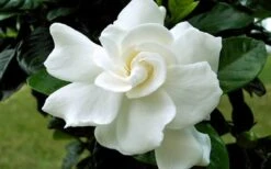August Beauty Gardenia - 3 Gallon Pot -Plant Lover House Shop Gardenia August Beauty Flower Closeup 3