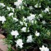 Radicans Creeping Dwarf Gardenia - 6 Pack Of 1 Gallon Pots -Plant Lover House Shop Gardenia Creeping 22 1