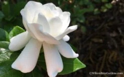 Crown Jewel Gardenia - 1 Gallon Pot 16 Crown Jewel Gardenia - 1 Gallon Pot -Plant Lover House Shop Gardenia Crown Jewel 4