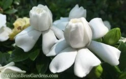 Crown Jewel Gardenia - 1 Gallon Pot 17 Crown Jewel Gardenia - 1 Gallon Pot -Plant Lover House Shop Gardenia Crown Jewel 50 1