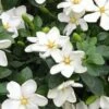 Hardy Fragrant Daisy Gardenia Bush - 1 Gallon Pot 1 Hardy Fragrant Daisy Gardenia Bush - 1 Gallon Pot -Plant Lover House Shop Gardenia Daisy 20