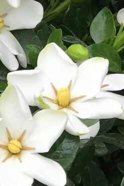 Hardy Fragrant Daisy Gardenia Bush - 2.5 Quart Pot -Plant Lover House Shop Gardenia Daisy 21 3