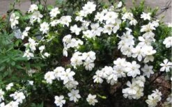Hardy Fragrant Daisy Gardenia Bush - 3 Gallon Pot 13 Hardy Fragrant Daisy Gardenia Bush - 3 Gallon Pot -Plant Lover House Shop Gardenia Daisy Blooms 2 2