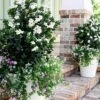 Diamond Spire Gardenia - 2 Gallon Pot 1 Diamond Spire Gardenia - 2 Gallon Pot -Plant Lover House Shop Gardenia Diamond Spire 1