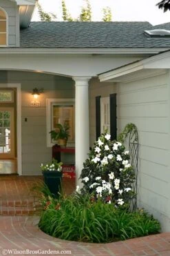 Diamond Spire Gardenia - 2 Gallon Pot -Plant Lover House Shop Gardenia Diamond Spire 5