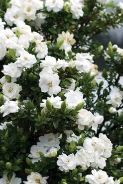 Double Mint Gardenia - 1 Gallon Pot -Plant Lover House Shop Gardenia Double Mint 2 2