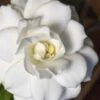 Double Mint Gardenia - 6 Pack Of 1 Gallon Pots 2 Double Mint Gardenia - 6 Pack Of 1 Gallon Pots -Plant Lover House Shop Gardenia Double Mint 5