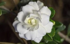 Double Mint Gardenia - 3 Gallon Pot -Plant Lover House Shop Gardenia Double Mint 6 1