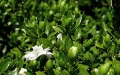 Double Mint Gardenia - 6 Pack Of 1 Gallon Pots 14 Double Mint Gardenia - 6 Pack Of 1 Gallon Pots -Plant Lover House Shop Gardenia Double Mint 7