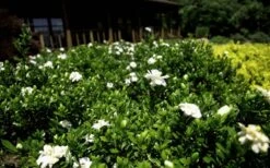 Double Mint Gardenia - 6 Pack Of 1 Gallon Pots 13 Double Mint Gardenia - 6 Pack Of 1 Gallon Pots -Plant Lover House Shop Gardenia Double Mint 8