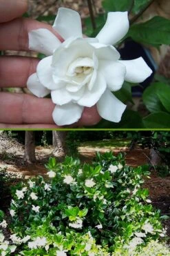 Fall In Love Cold Hardy Gardenia - 1 Gallon Pot 12 Fall In Love Cold Hardy Gardenia - 1 Gallon Pot -Plant Lover House Shop Gardenia Fall In Love BS
