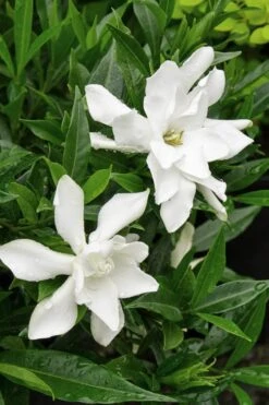 Frost Proof Gardenia - 1 Gallon Pot 12 Frost Proof Gardenia - 1 Gallon Pot -Plant Lover House Shop Gardenia Frost Proof Rev 500x750 3