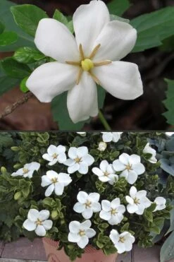 Hardy Fragrant Daisy Gardenia Bush - 1 Gallon Pot -Plant Lover House Shop Gardenia Hardy Daisy 500x750 1