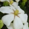 Heaven Scent Gardenia - 6 Pack Of 1 Gallon Pots 1 Heaven Scent Gardenia - 6 Pack Of 1 Gallon Pots -Plant Lover House Shop Gardenia Heaven Scent 15 1