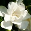 Jubilation Gardenia - 3 Gallon Pot 1 Jubilation Gardenia - 3 Gallon Pot -Plant Lover House Shop Gardenia Jubilation BS 2