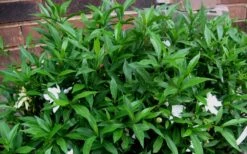 Radicans Creeping Dwarf Gardenia - 1 Gallon Pot -Plant Lover House Shop Gardenia Radicans 53