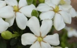 ScentAmazing Gardenia - 2 Gallon Pot 11 ScentAmazing Gardenia - 2 Gallon Pot -Plant Lover House Shop Gardenia Scentamazing 20 1