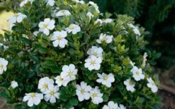 ScentAmazing Gardenia - 1 Gallon Pot 12 ScentAmazing Gardenia - 1 Gallon Pot -Plant Lover House Shop Gardenia Scentamazing Shrub