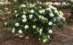 Sweet Tea Gardenia - 3 Gallon Pot 10 Sweet Tea Gardenia - 3 Gallon Pot -Plant Lover House Shop Gardenia Sweet Tea 5