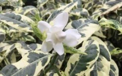 Variegated August Beauty Gardenia - 1 Gallon Pot -Plant Lover House Shop Gardenia Variegated 1 2