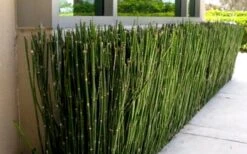 Horsetail Reed Grass - Equisetum Hyemale - 6 Pack Of 1 Gallon Pots -Plant Lover House Shop Grass Horsetail 2
