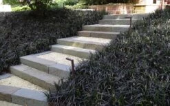 Black Mondo Grass - Ophiopogon Planiscapus 'Nigrescens' - 6 Pack Of 1 Gallon Pots -Plant Lover House Shop Grass Mondo Black