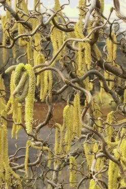 Harry Lauder's Walking Stick - Corylus Avellana 'Contorta' - 1 Gallon Pot -Plant Lover House Shop Harry Lauder Walking Stick 11