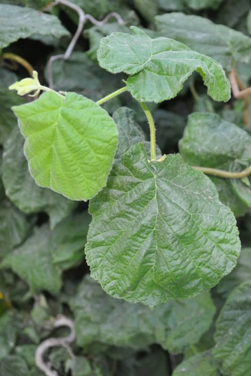 Harry Lauder's Walking Stick - Corylus Avellana 'Contorta' - 2 Gallon Pot 8 Harry Lauder's Walking Stick - Corylus Avellana 'Contorta' - 2 Gallon Pot - Image 6