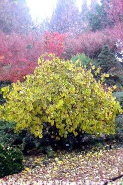 Harry Lauder's Walking Stick - Corylus Avellana 'Contorta' - 1 Gallon Pot -Plant Lover House Shop Harry Lauder Walking Stick 15