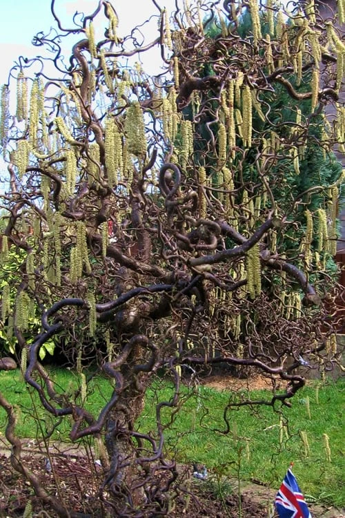 Harry Lauder's Walking Stick - Corylus Avellana 'Contorta' - 2 Gallon Pot 7 Harry Lauder's Walking Stick - Corylus Avellana 'Contorta' - 2 Gallon Pot - Image 5