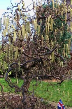 Harry Lauder's Walking Stick - Corylus Avellana 'Contorta' - 1 Gallon Pot -Plant Lover House Shop Harry Lauder Walking Stick 16