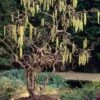 Harry Lauder's Walking Stick - Corylus Avellana 'Contorta' - 2 Gallon Pot -Plant Lover House Shop Harry Lauder Walking Stick 17 1