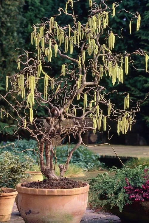 Harry Lauder's Walking Stick - Corylus Avellana 'Contorta' - 2 Gallon Pot 3 Harry Lauder's Walking Stick - Corylus Avellana 'Contorta' - 2 Gallon Pot