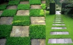 Dwarf Rupturewort Green Carpet (Herniaria Glabra) - 5 Pack Of Quart Pots -Plant Lover House Shop Herniaria Dwarf Rutpurewort 2 1