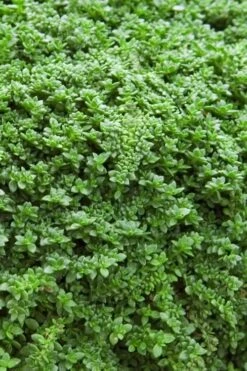 Dwarf Rupturewort Green Carpet - Herniaria Glabra - 5 Pack Of Pint Pots -Plant Lover House Shop Herniaria Dwarf Rutpurewort 20