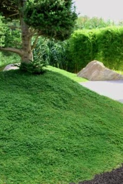 Dwarf Rupturewort Green Carpet (Herniaria Glabra) - 5 Pack Of Quart Pots -Plant Lover House Shop Herniaria Dwarf Rutpurewort 25 1