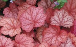 Georgia Peach Heuchera (Coral Bells) -3 Pack Of Quart Pots -Plant Lover House Shop Heuchara Georgia Peach 2