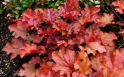 Peach Crisp Heuchera (Coral Bells) - 3 Pack Of Quart Pots -Plant Lover House Shop Heuchara Peach Crisp Closeup